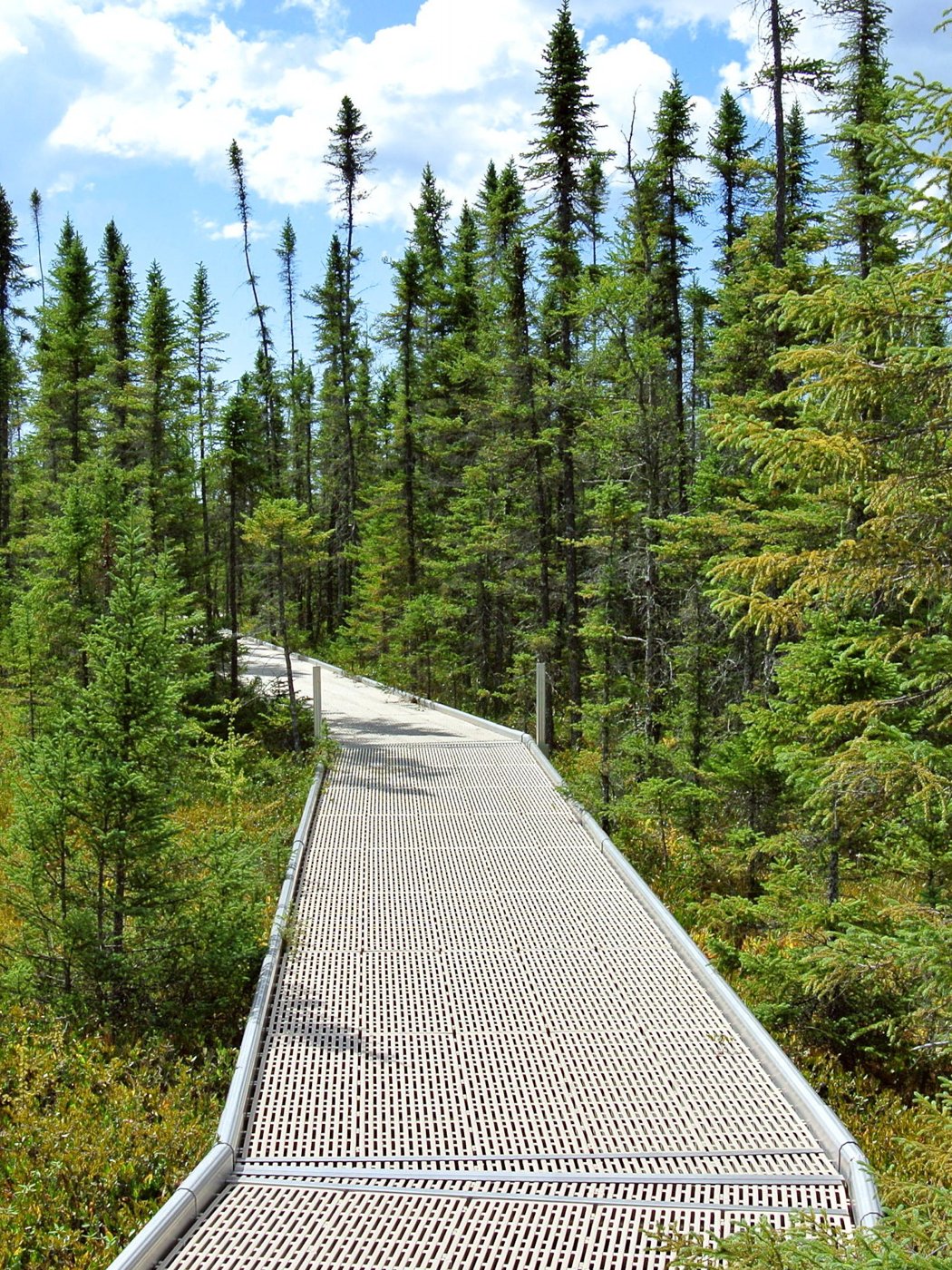 Boardwalk leading into a black spruce and tamarack bog at Big Bog State Recreation Area