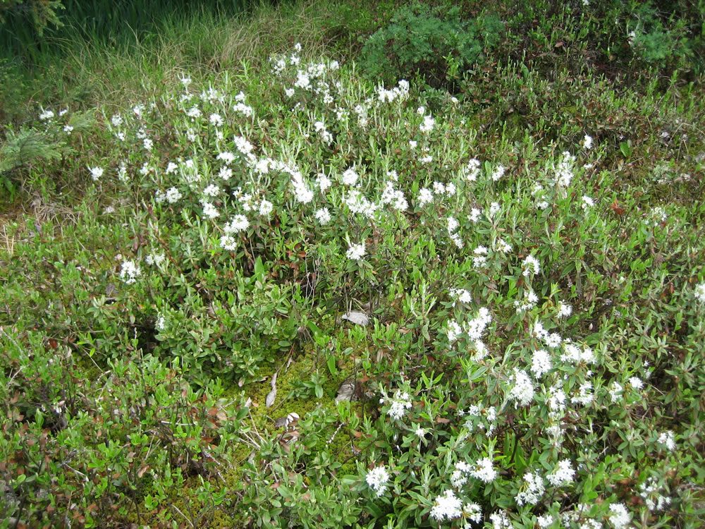 Labrador tea flowering over sphagnum moss in a bog