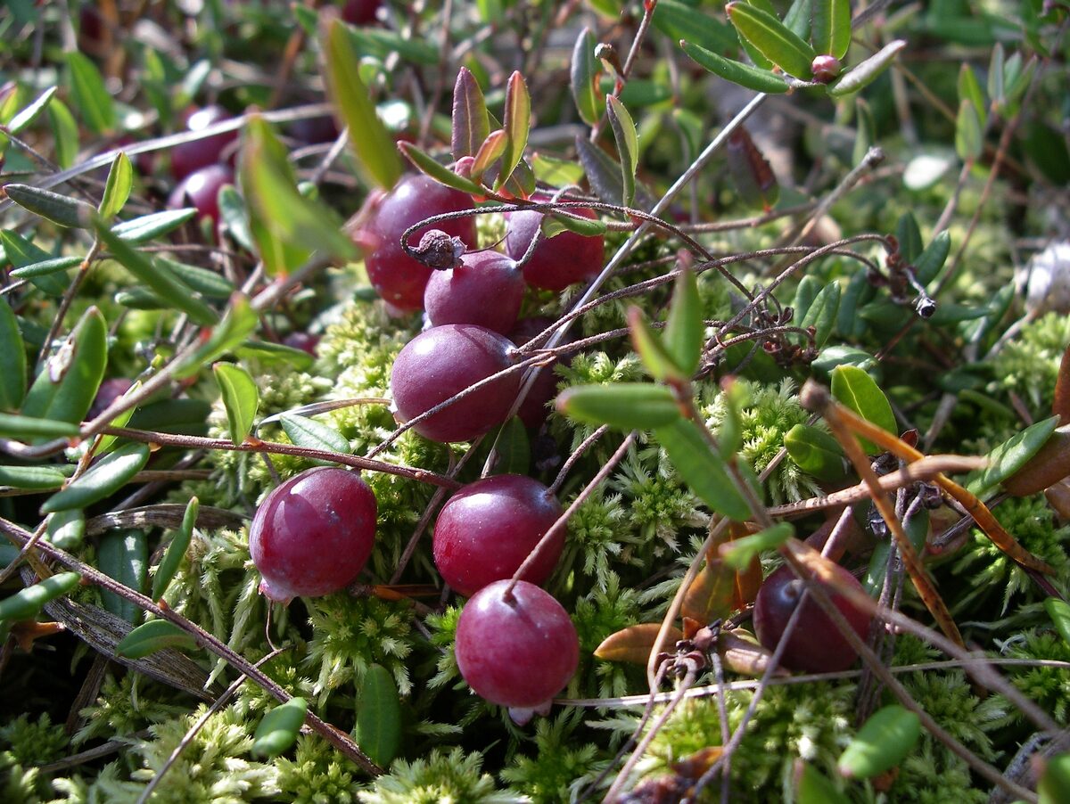 Small cranberries ripening on trailing stems over sphagnum moss