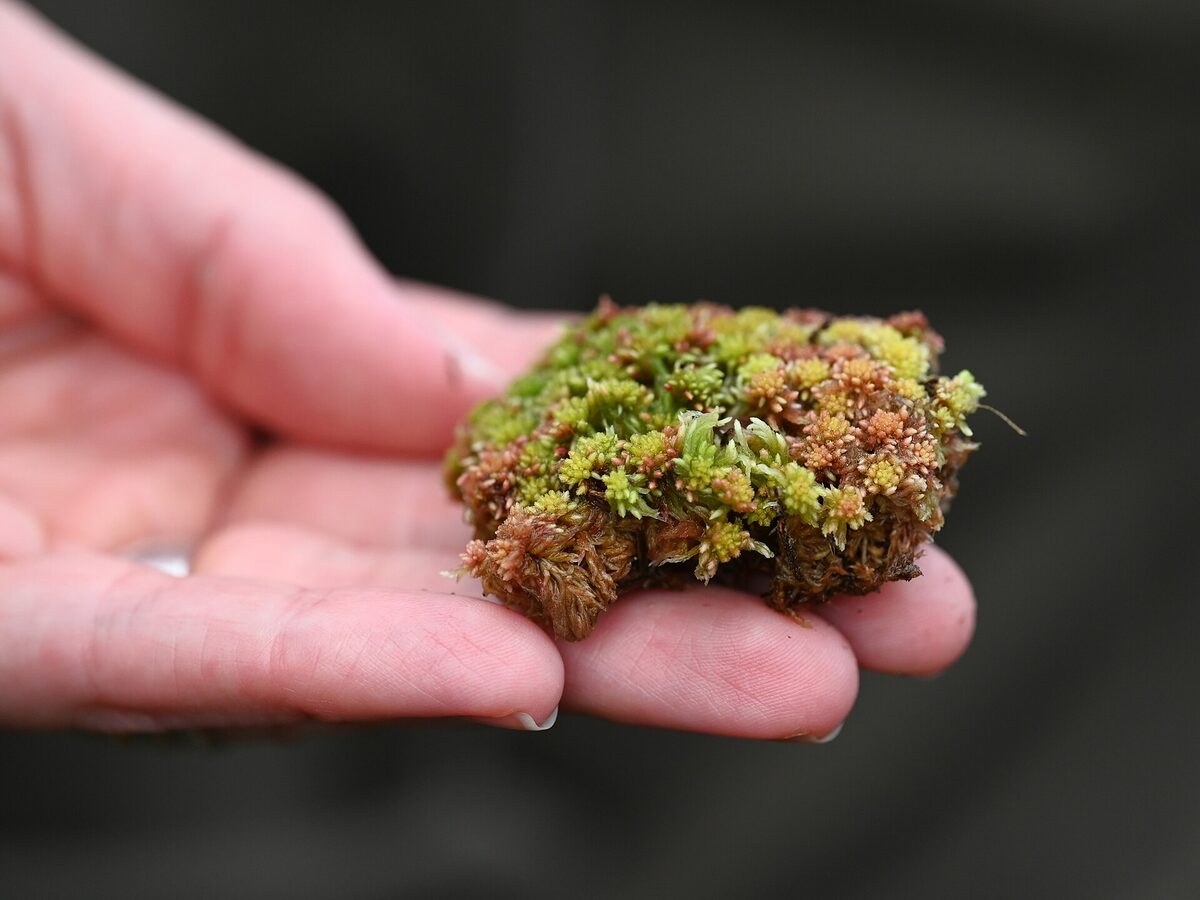 A hand holding a clump of sphagnum moss lifted from the bog