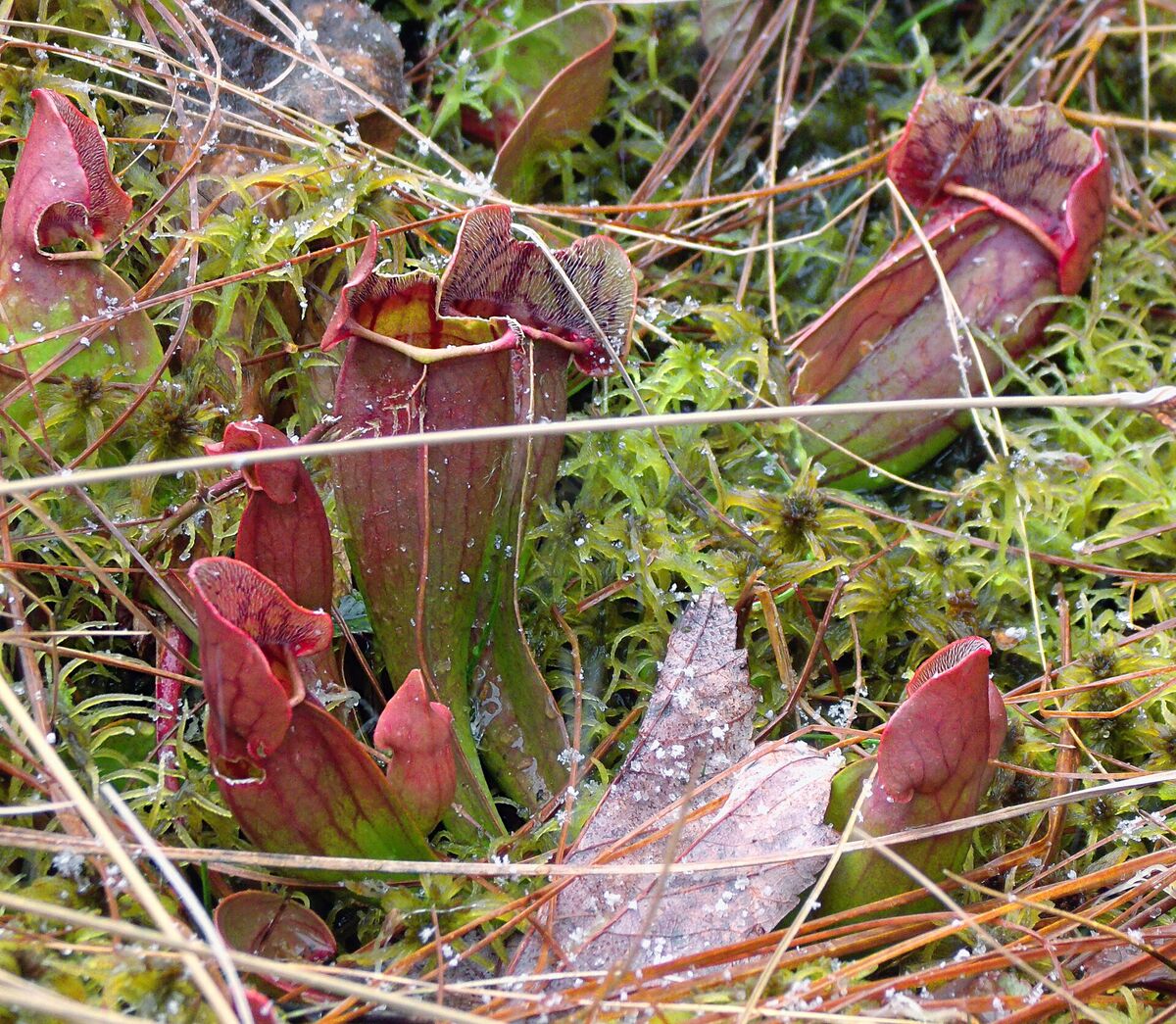 Deep red purple pitcher plants nested in sphagnum moss