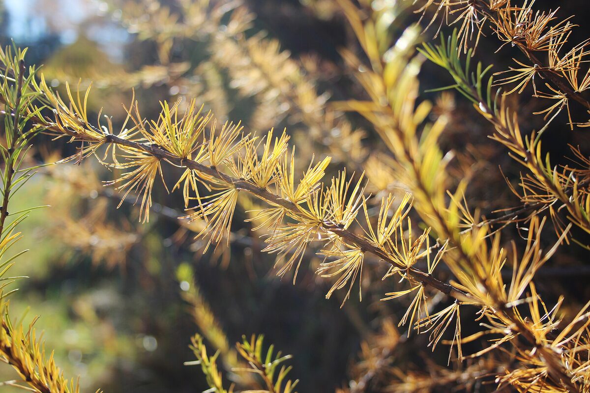 Tamarack needles turned gold in fall, backlit