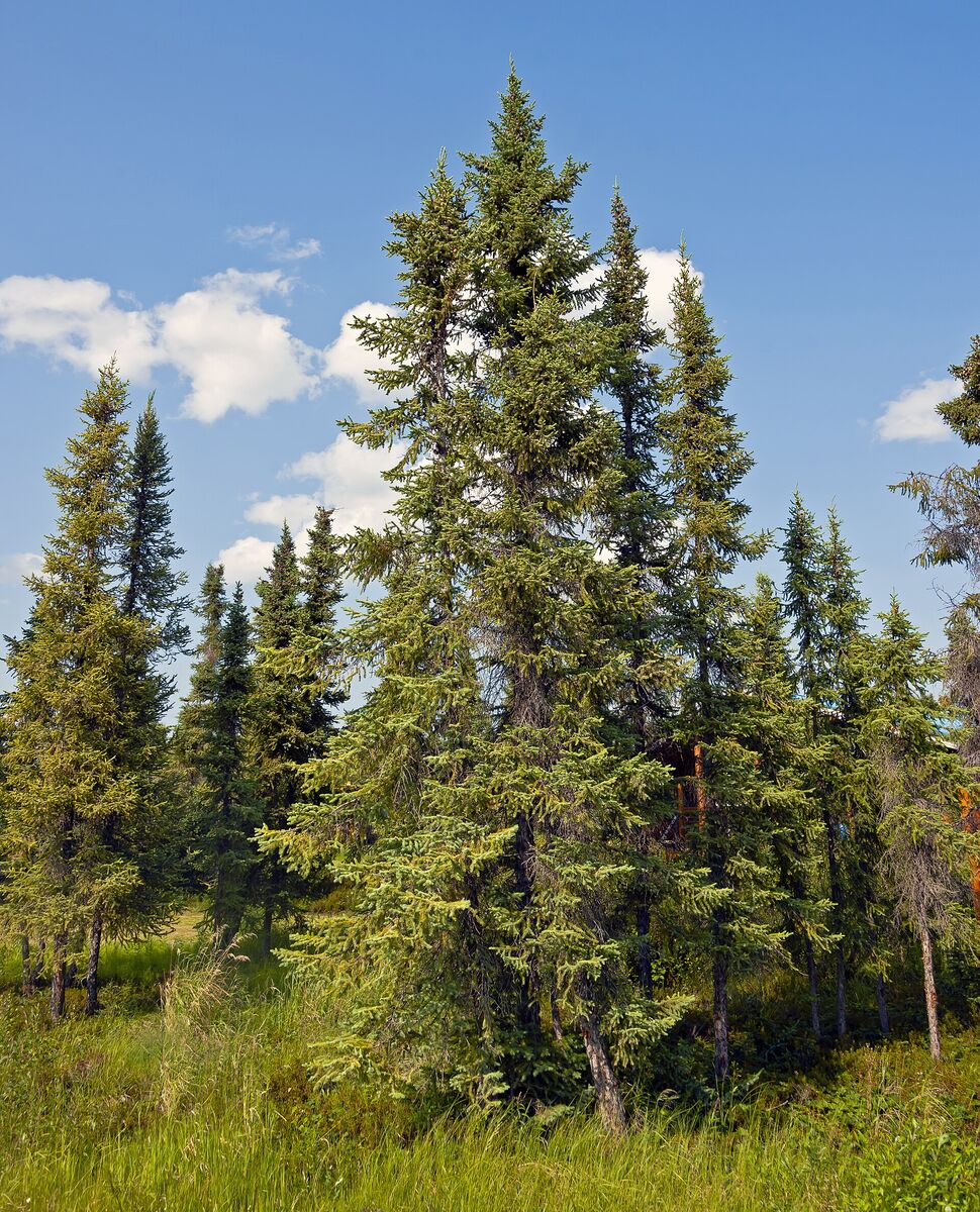 A stand of narrow black spruce trees rising over low bog ground