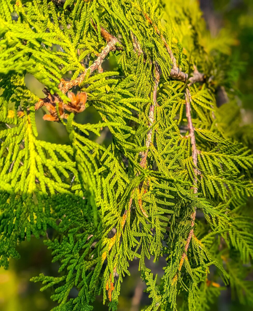 Flat sprays of northern white cedar foliage with small cones
