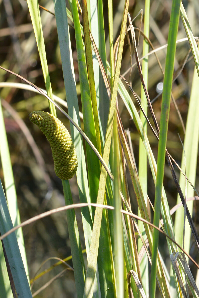 Sweet flag leaves and green spadix rising from a marsh edge