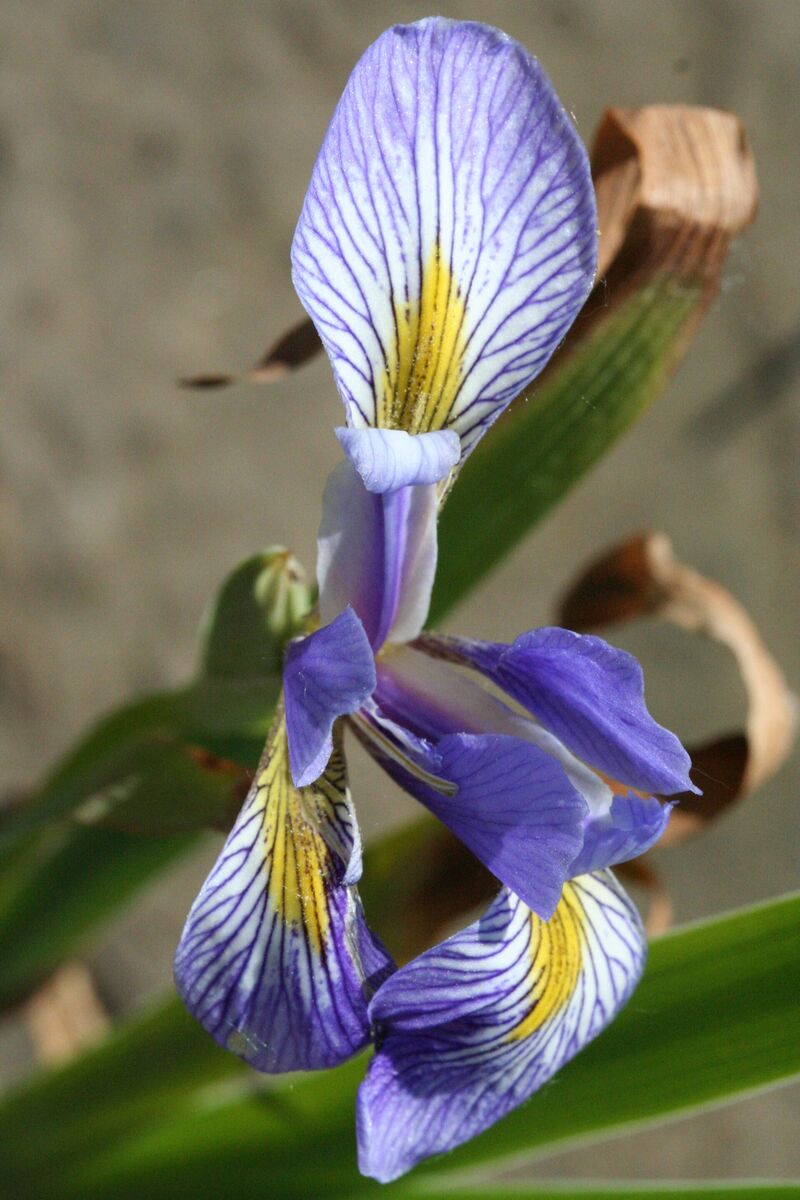 Blue flag iris flower with veined violet petals
