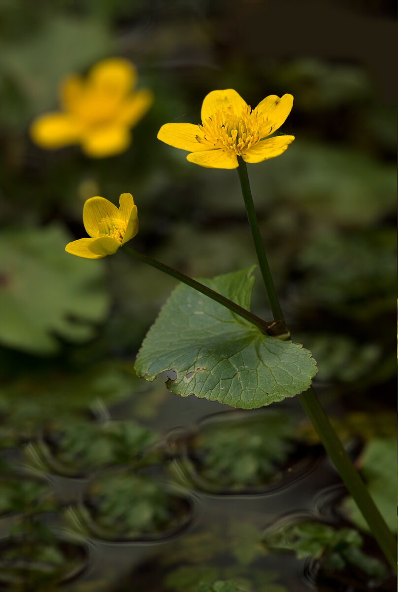 Marsh marigold flowers in gold above dark wet ground