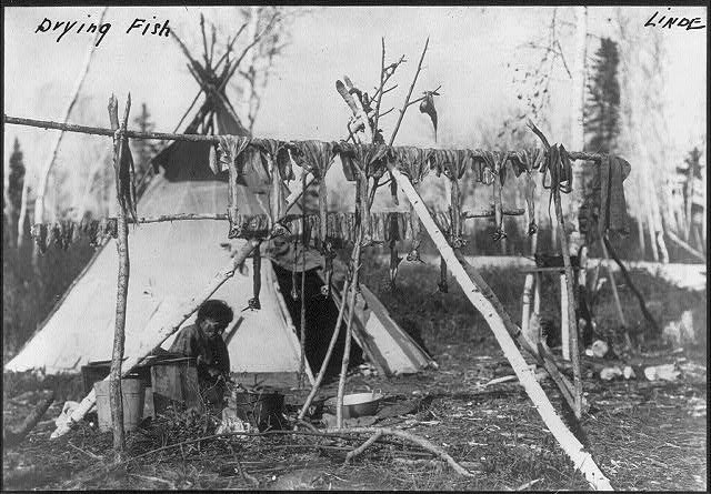 Fish split and hung on a pole rack to dry in front of a lodge, Lake of the Woods country, 1913