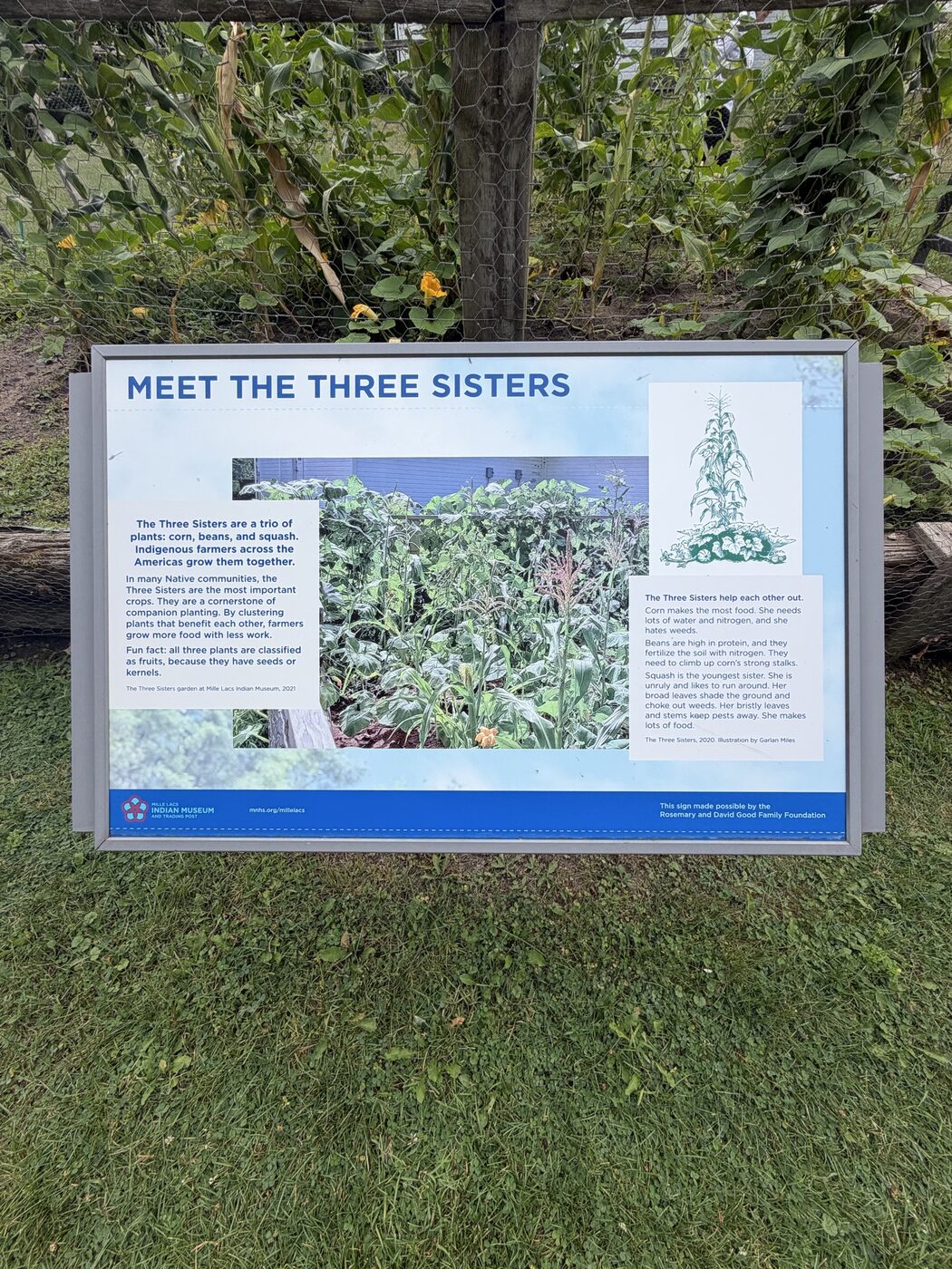 Meet the Three Sisters interpretive sign in the museum garden