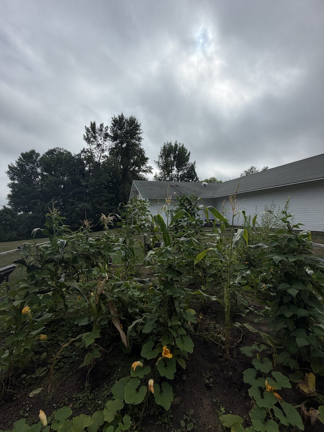 Corn tasseling over squash blossoms in the Three Sisters garden
