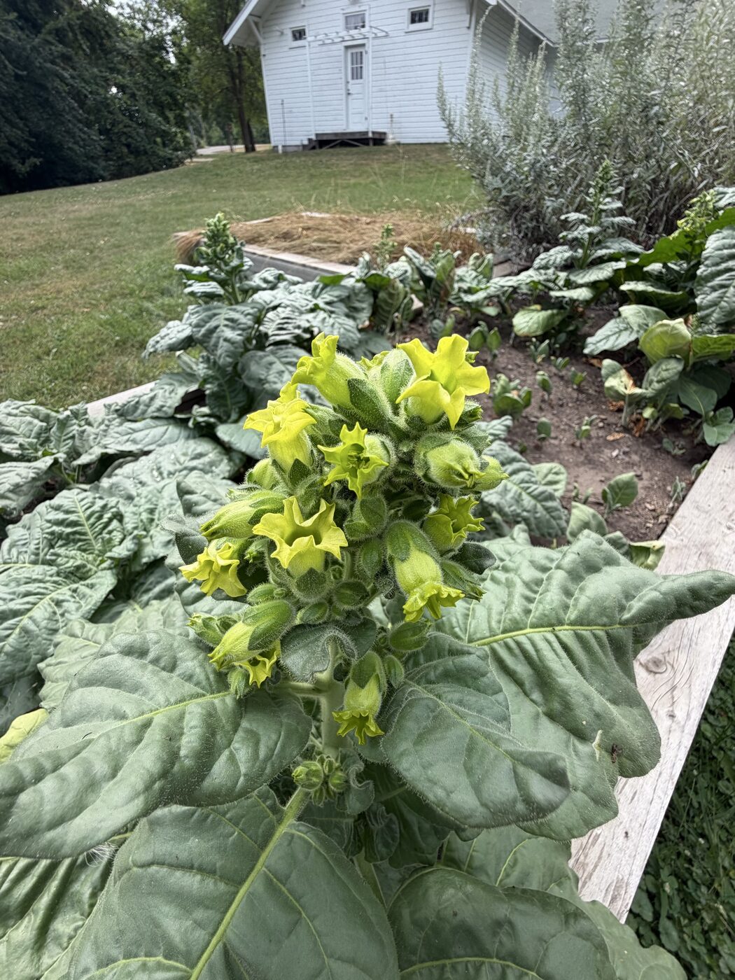 Flowering tobacco plant in the medicine garden