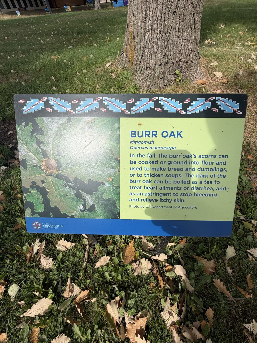 Burr oak sign at the base of an oak