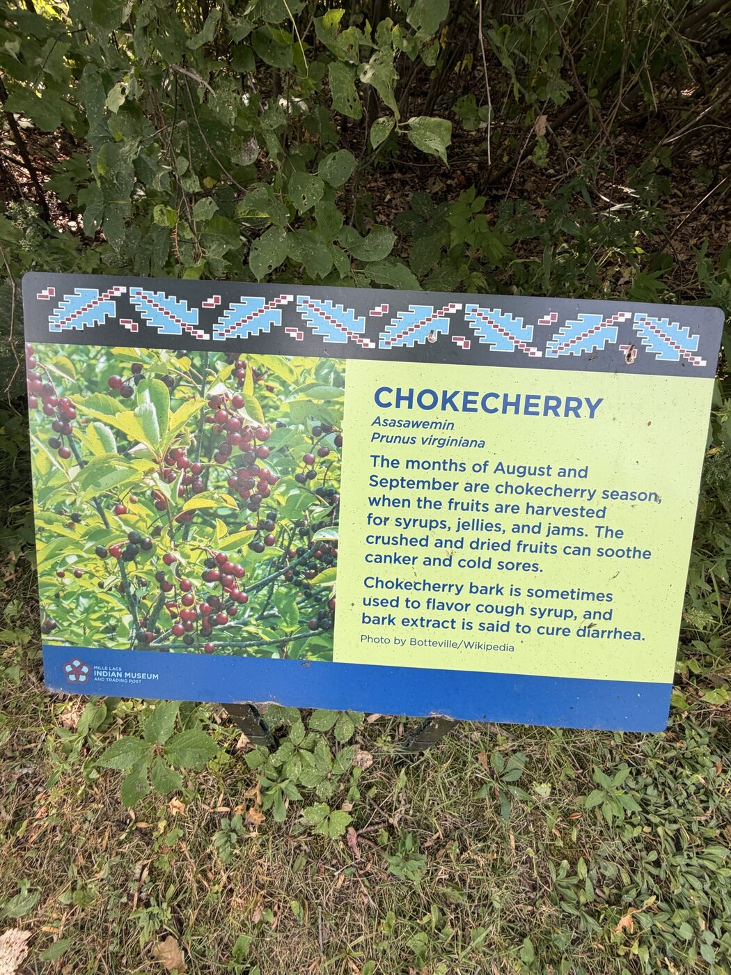 Chokecherry sign with fruiting branches